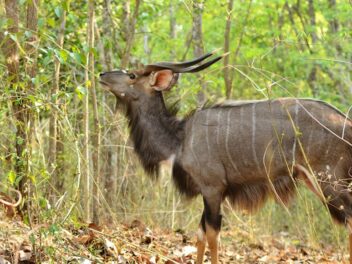 Animal en N : Les animaux commençant par la lettre N
