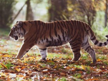 Animal en T : Les animaux commençant par la lettre T