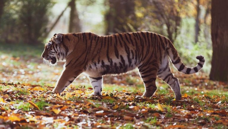 Animal en T : Les animaux commençant par la lettre T - Animal.ch