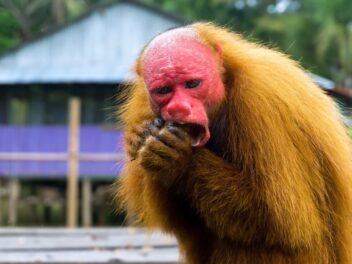 Animal en U : Les animaux commençant par la lettre U