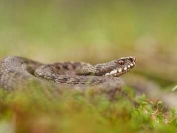 Animal en V : Les animaux commençant par la lettre V