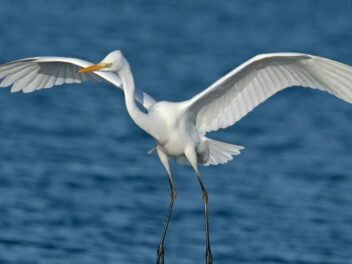 Animal en A : Les animaux commençant par la lettre A