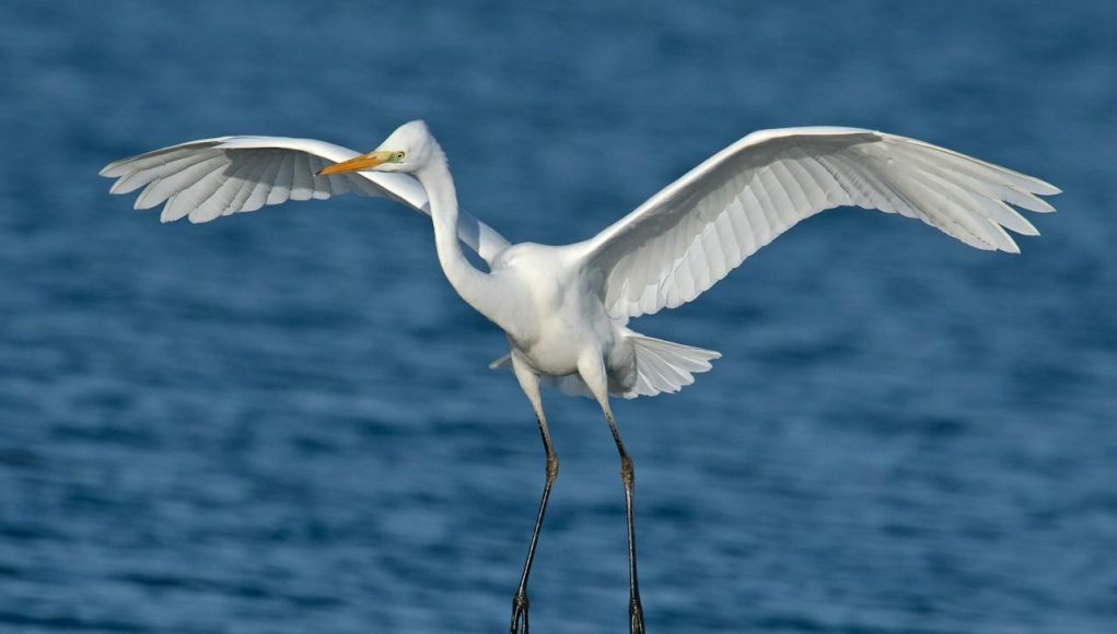Animal en A : Les animaux commençant par la lettre A