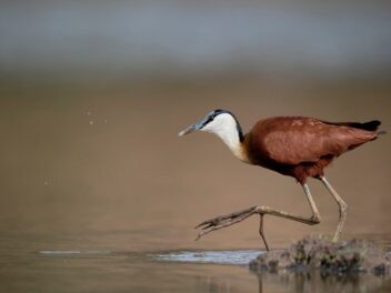 Animal en J : Les animaux commençant par la lettre j