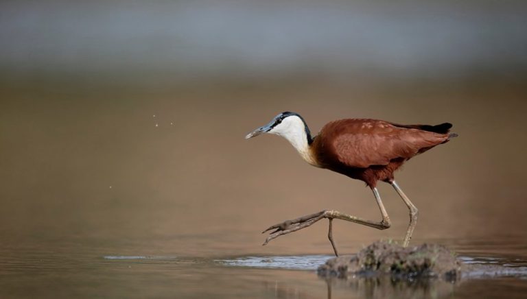 Animal en J : Les animaux commençant par la lettre j - Animal.ch