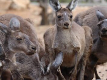 Animal en K : Les animaux commençant par la lettre k