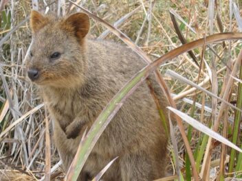 Animal en Q : Les animaux commençant par la lettre Q