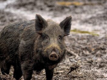 Animal en S : Les animaux commençant par la lettre S
