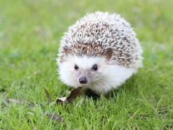 Animal en H : Les animaux commençant par la lettre H