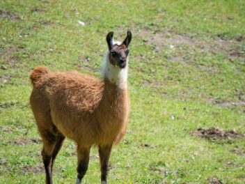 Animal en L : Les animaux commençant par la lettre l