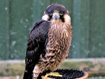 Les 10 animaux les plus rapides du monde : Et vous allez être surpris !