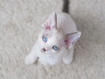 Les races de chats blancs aux yeux bleus