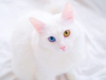 Les races de chats blancs aux yeux vairons