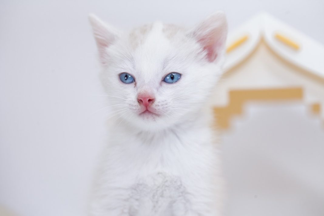 Les races de chats blancs aux yeux bleus - Animal.ch