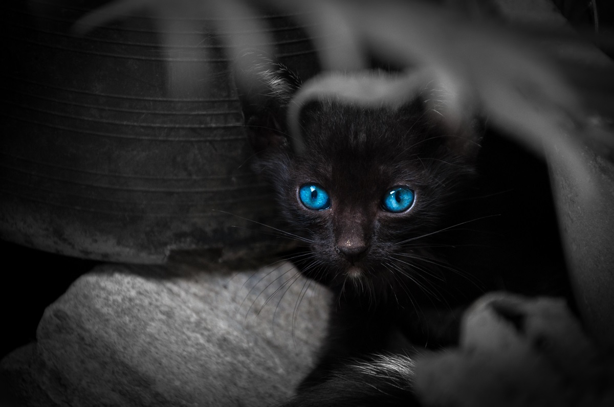 Les races de chats noir aux yeux bleus