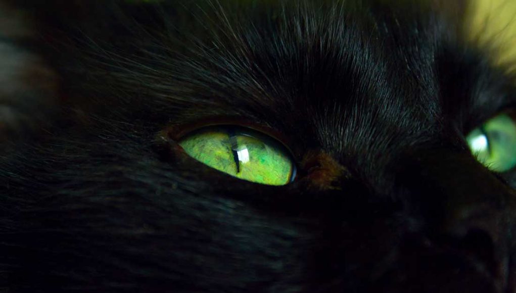 11 chats noirs aux yeux verts que vous adorerez