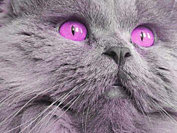 Quelles sont les couleurs des yeux de chat les plus rares au monde?