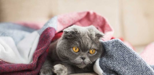 couvrir son chat quand il dort