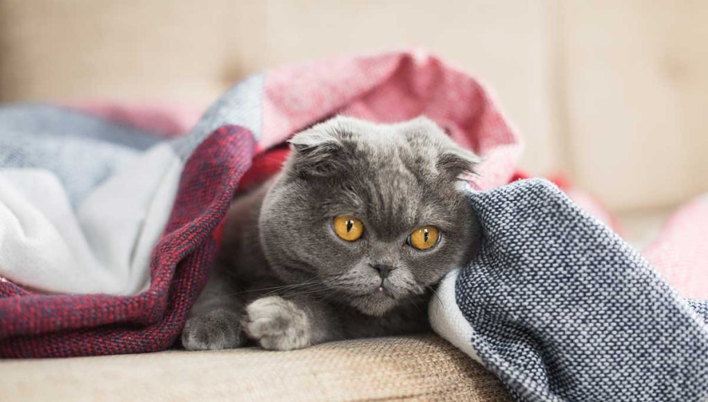 Faut-il couvrir son chat quand il dort avec une couverture ?
