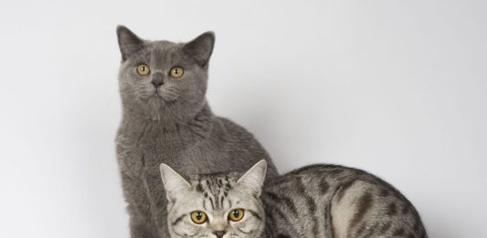 durée de vie d'un British Shorthair
