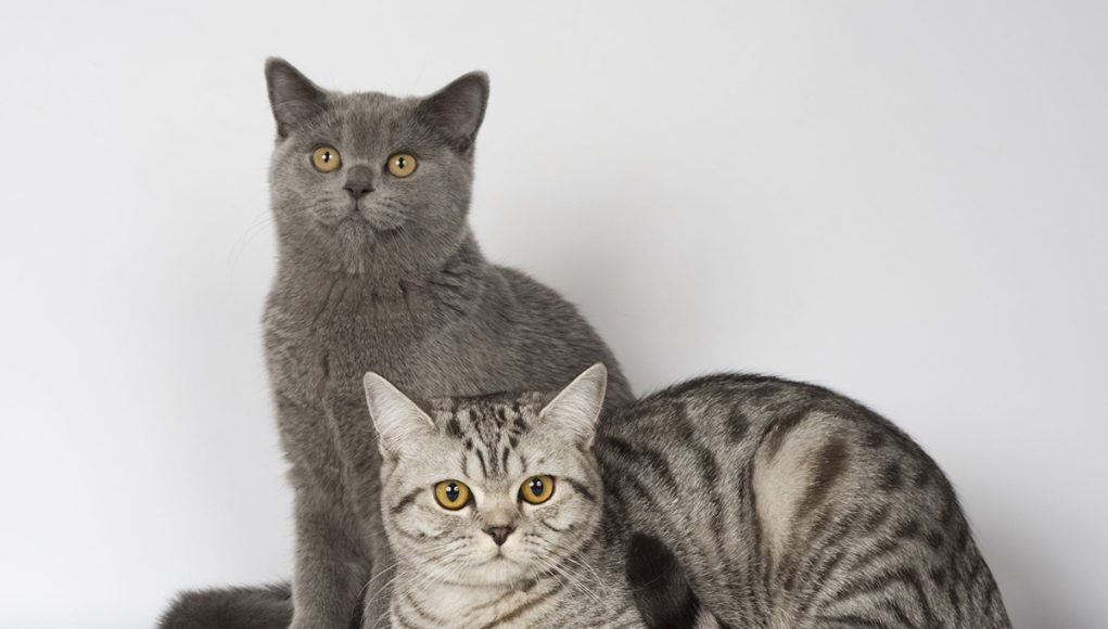 Quelle est la durée de vie d&rsquo;un British Shorthair ?