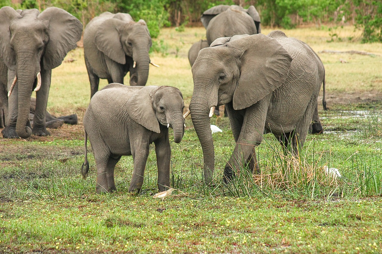 éléphant lettre E
