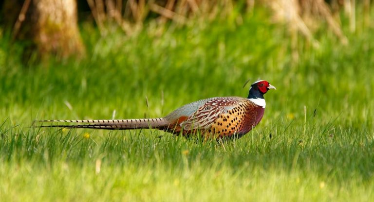 Animal en F : Les animaux commençant par la lettre F