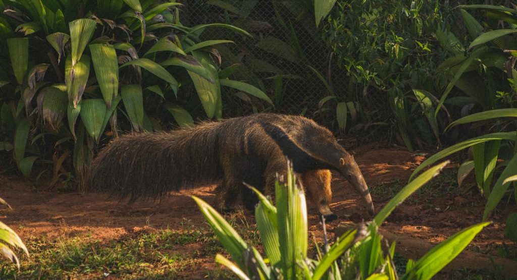 Animal en F : Les animaux commençant par la lettre F