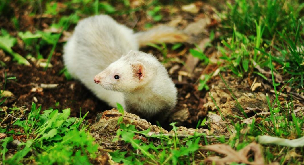Animal en F : Les animaux commençant par la lettre F
