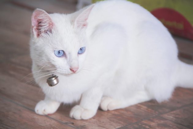 Les races de chats blancs aux yeux bleus - Animal.ch