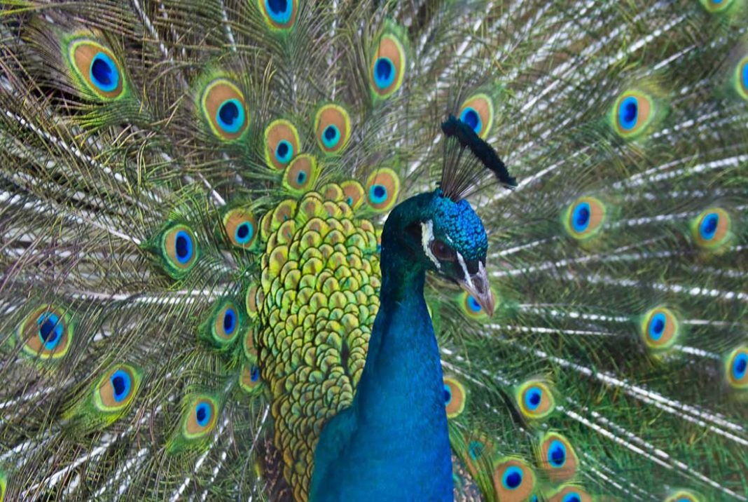 Plus Bel Animal Du Monde