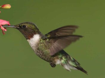 Quels sont les plus beaux animaux au monde ? Découvrez notre top 10