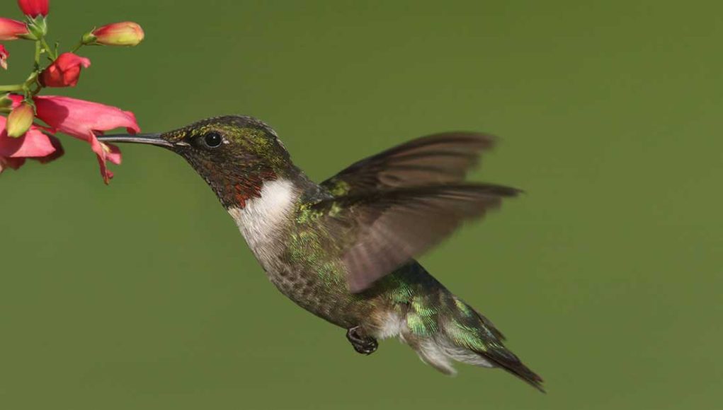 Quels sont les plus beaux animaux au monde ? Découvrez notre top 10