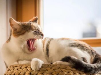 Pourquoi votre chat baille-t-il ? 7 raisons expliquées