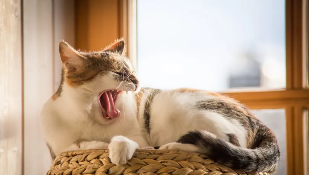 Pourquoi votre chat baille-t-il ? 7 raisons expliquées