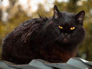 Les races de chats noirs aux yeux oranges
