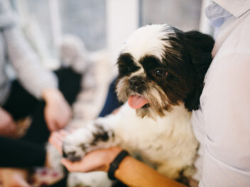 Quelles sont les races de chiens les plus pépères, idéales pour familles ?