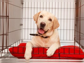 Propriétaire de chien : pourquoi entretenir son chenil ou sa niche ?