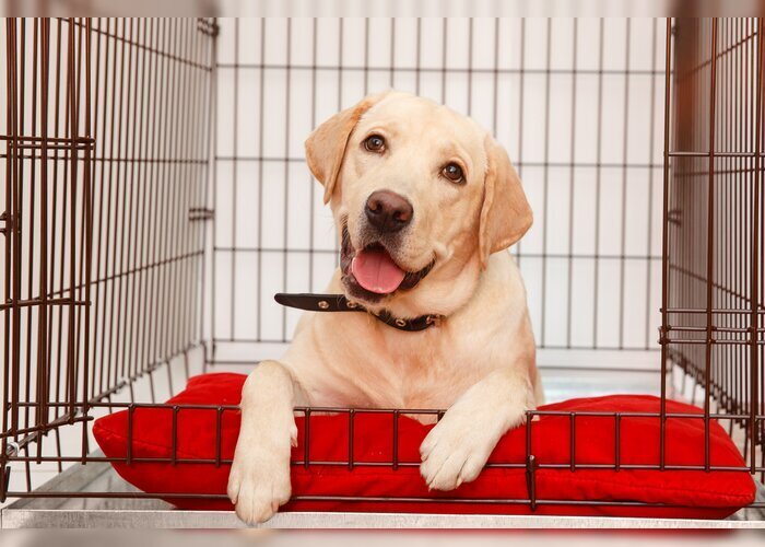 Propriétaire de chien : pourquoi entretenir son chenil ou sa niche ?