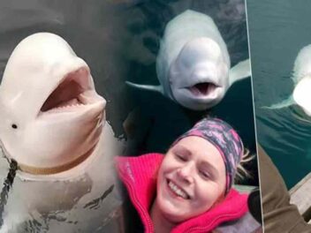 Le mystérieux « béluga-espion » Hvaldimir retrouvé mort : la fin d&rsquo;une saga arctique