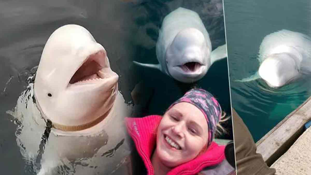 Le mystérieux « béluga-espion » Hvaldimir retrouvé mort : la fin d&rsquo;une saga arctique