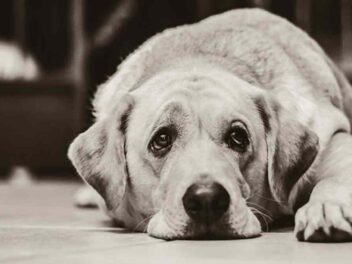 L&rsquo;inflation et les difficultés financières poussent certains propriétaires à envisager l&rsquo;abandon de leurs animaux de compagnie