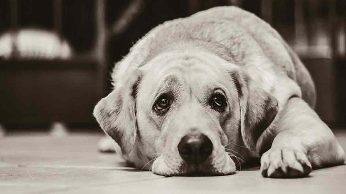 L&rsquo;inflation et les difficultés financières poussent certains propriétaires à envisager l&rsquo;abandon de leurs animaux de compagnie