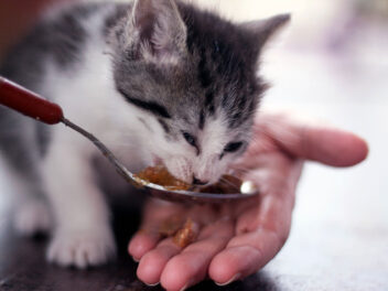Quelle est la meilleure alimentation pour votre chat ?