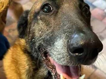 Le destin bouleversant du chien d&rsquo;Alain Delon après la mort de l&rsquo;acteur