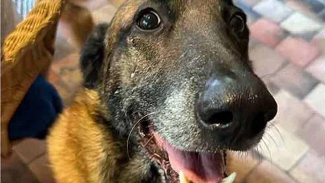 Le destin bouleversant du chien d&rsquo;Alain Delon après la mort de l&rsquo;acteur