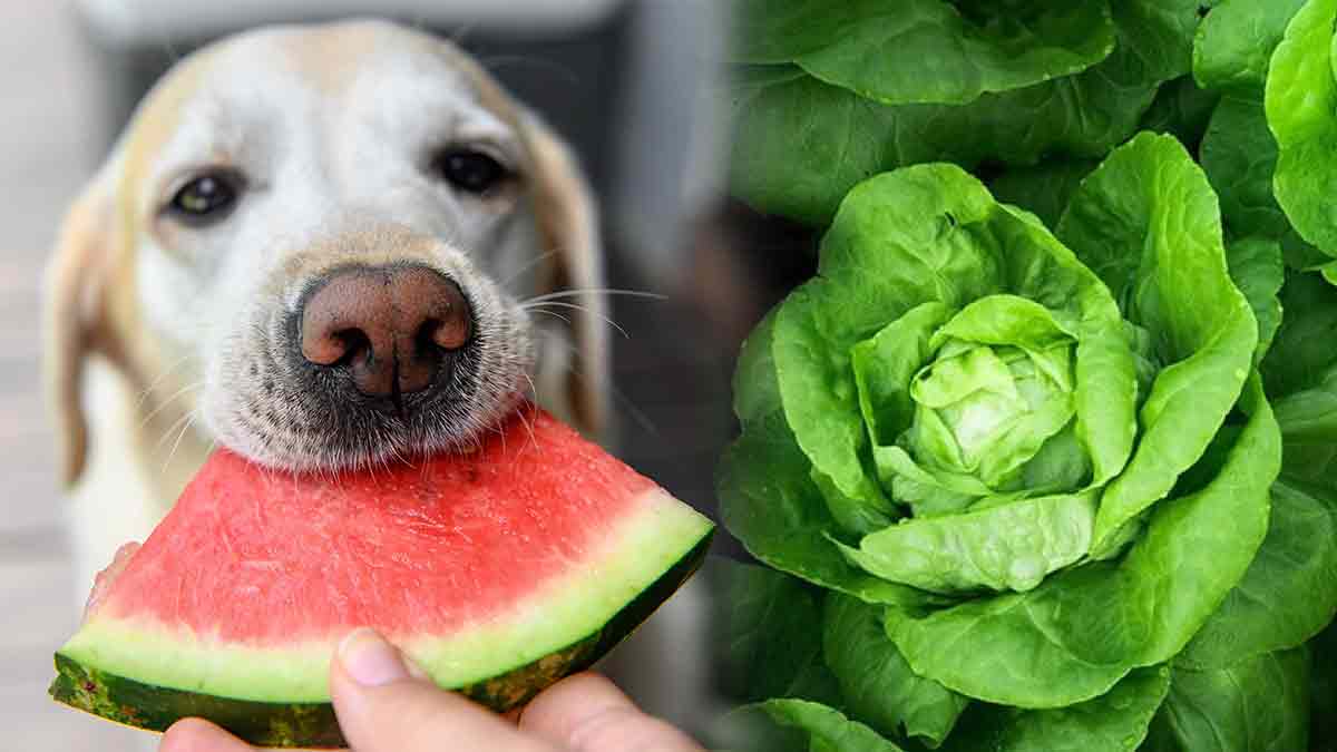 Les vétérinaires stupéfaits : votre chien peut manger de la salade, mais attention aux pièges !