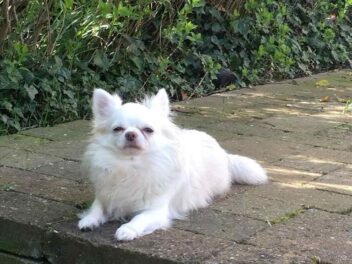 Marie Torrente, habitante de Mougins, a retrouvé son chihuahua Chuck après 7 ans de disparition