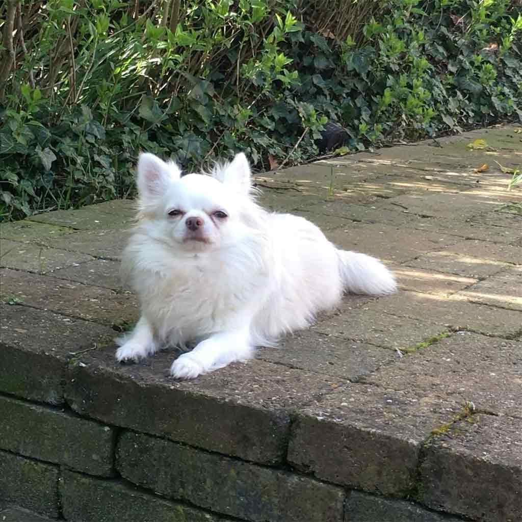 Marie Torrente, habitante de Mougins, a retrouvé son chihuahua Chuck après 7 ans de disparition