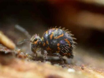 Ce minuscule acrobate bat tous les records de salto arrière pour survivre !